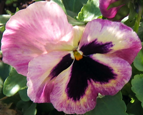 pink pansy