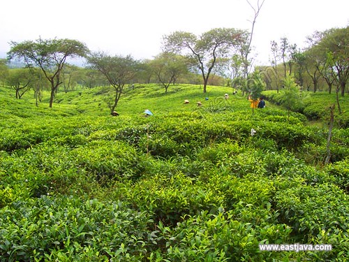 Wonosari Tea Plantation - Malang