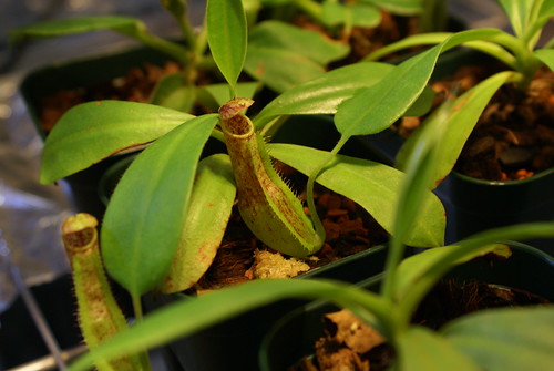 nepenthes maxima