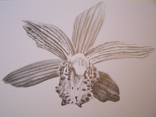 Orchid in Pencil 1