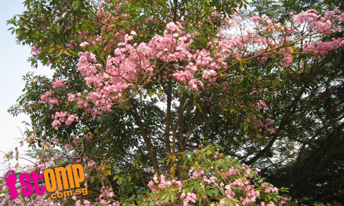 Cherry blossom-like trees along Geylang River