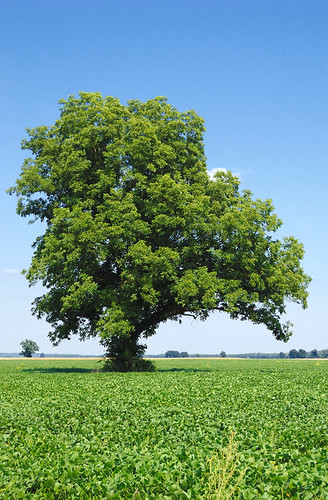 Tree in field, in Matson, Missouri, USA