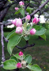 AppleBlossoms_51111