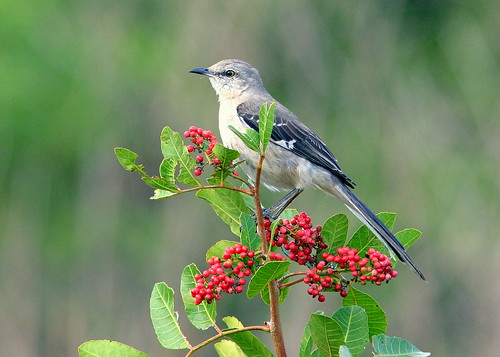 Northern Mockingbird 20090207