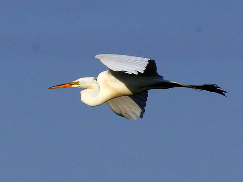 Great Egret In Flight Sequence
