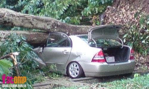 Fallen tree at Queensway carpark buries one car, totals another
