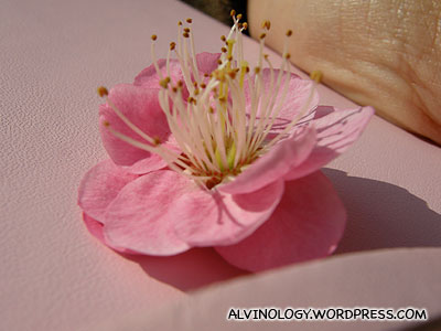 A sakura flower