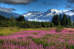 Mendenhall Glacier and Fireweed (akphotograph.com) Tags: landscapes glacier mendenhallglacier juneau 2009 hdr fireweed akphotographcom alaskaphotography