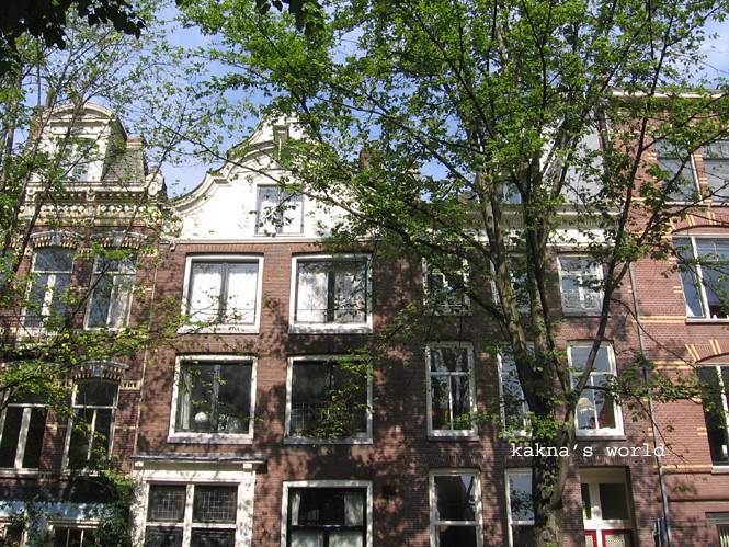 : amsterdam_trees on street