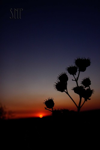 . sunset and weeds .