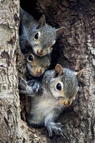 A Squirrels Family Tree