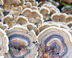 Shelf fungi in the food forest