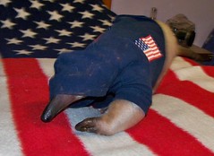 Patriotic Anteater from the 'hood