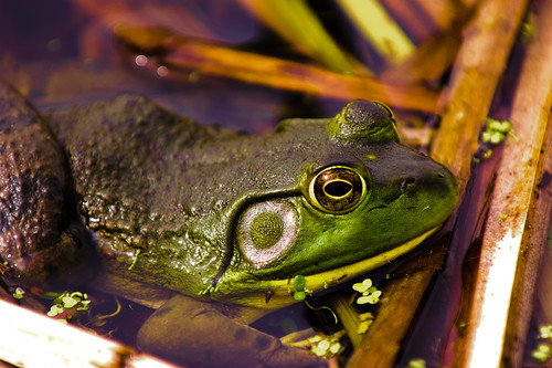 Bullfrog by Craig Stanfill, on Flickr