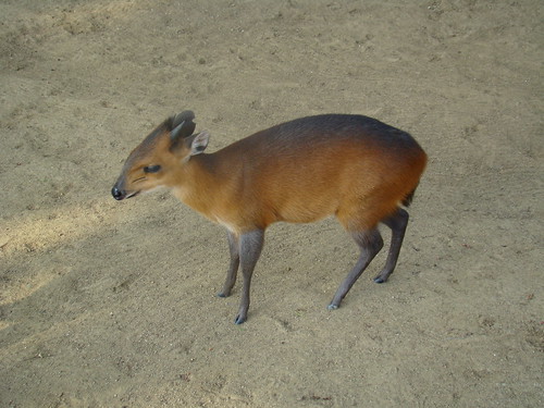Red-flanked Duiker at the Los Angeles Zoo