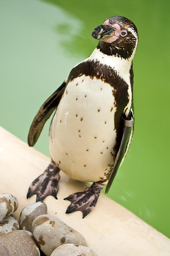 Posing penguin