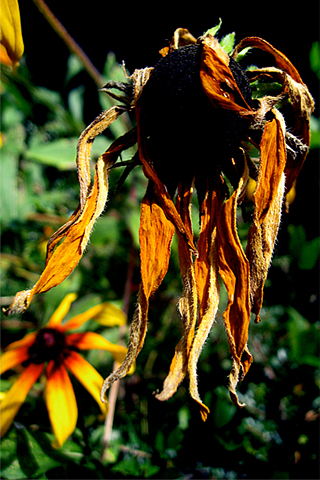 rasta wallpaper. zombie rasta sunflower