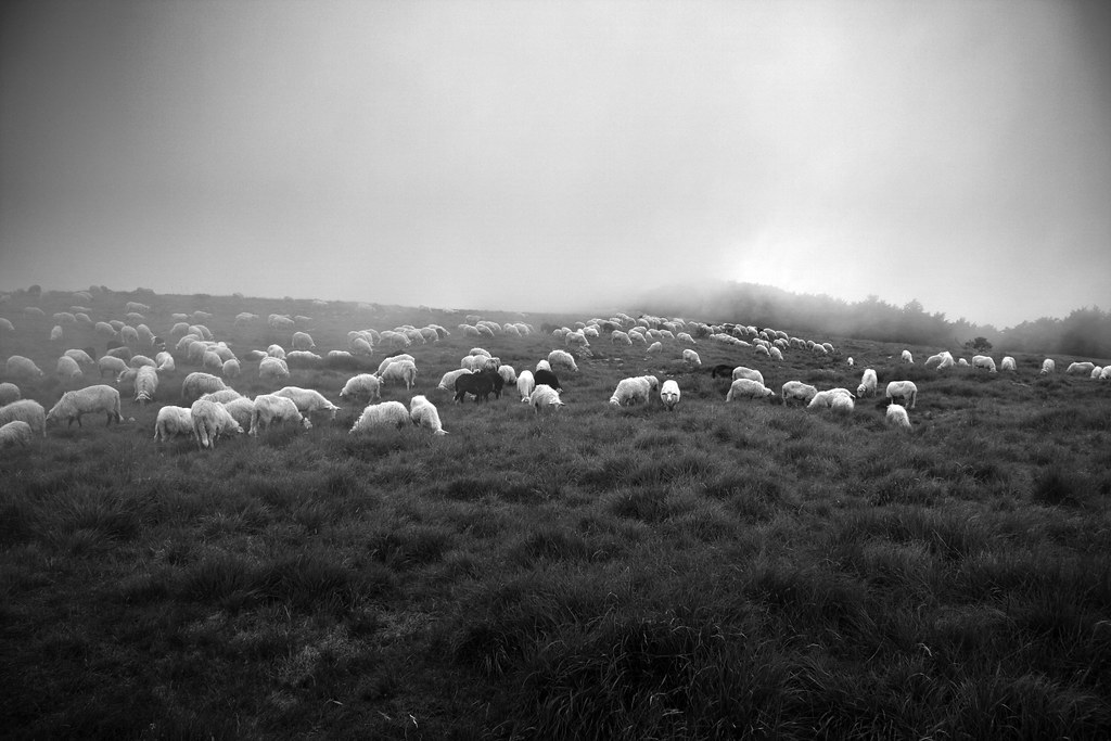 Monte Beigua, Sheeps #2
