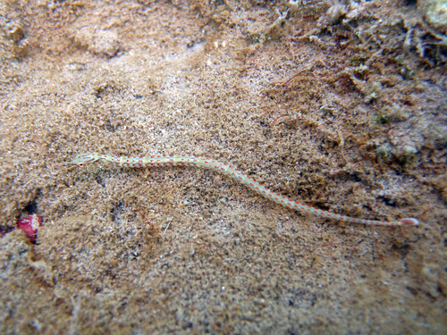 Ocellate pipefish