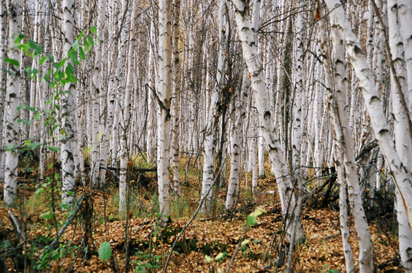 fairbanks birch
