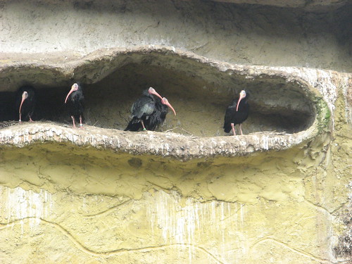 Горные ибисы - Geronticus eremit - Waldrapp or Northern Bald Ibis в Vogelpark Marlow