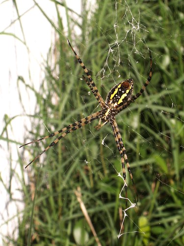Female Banded Argiope, Ventral View
