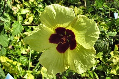 Hibiscus calyphyllus (rq) - 01
