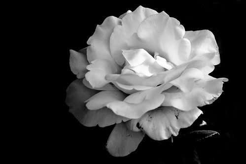 black and white flowers background. Rose flower in lack and white