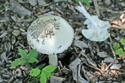 Mushrooms n my yard