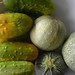 zucchini and cucumber harvest