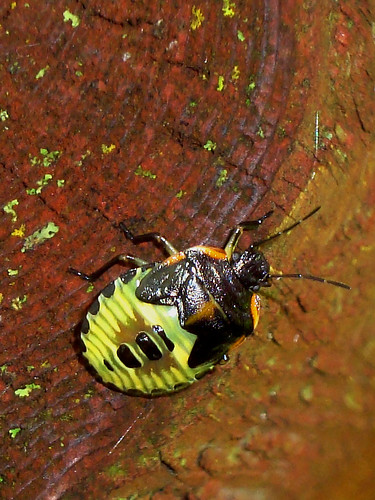 Green Stink Bug nymph