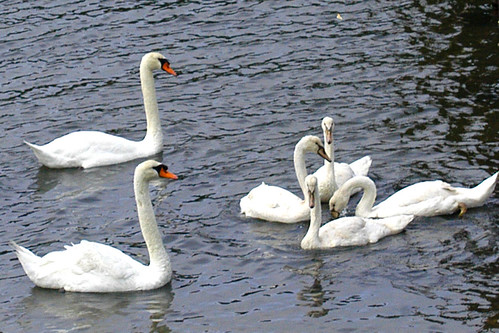 swan children eat first