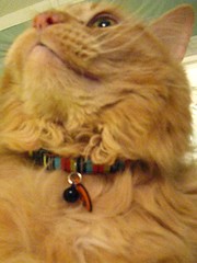 Jasper wearing a collar -- briefly