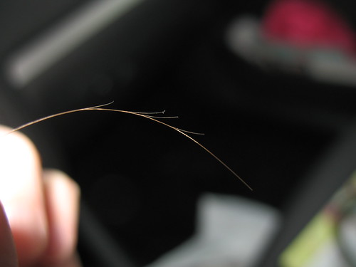 Picture of split ends on a strand of hair.
