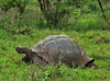 DSC01501 Galapagos tortoise