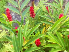 Red cone giger_hawaiian