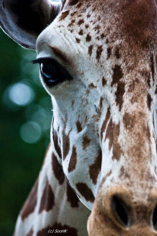 Look into my Eye @ National Zoo, KL, Malaysia