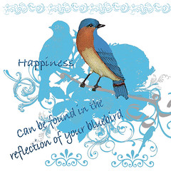 Happiness-can-be-found-in-the-reflection-of-your-bluebird
