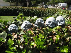 it's not halloween unless there are skulls drying on the hedge....