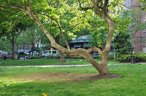 tree in Rittenhouse