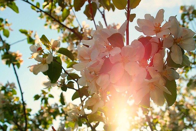 Solen skiner och äppelträdet blommar