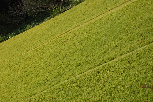 Grassy Green Haifa Hills ©  Copper Kettle