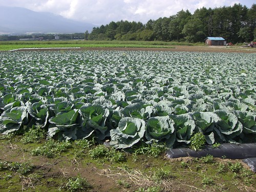 キャベツ畑/Cabbage field