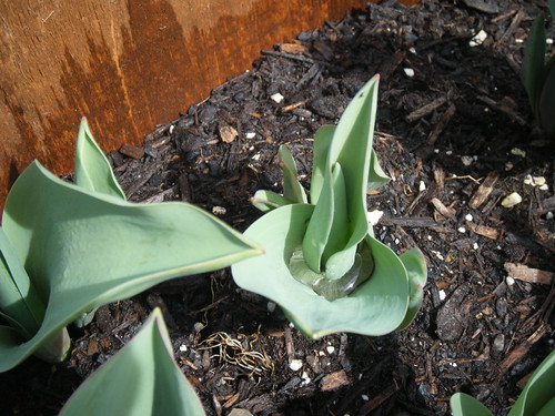 Tulip Pictures
