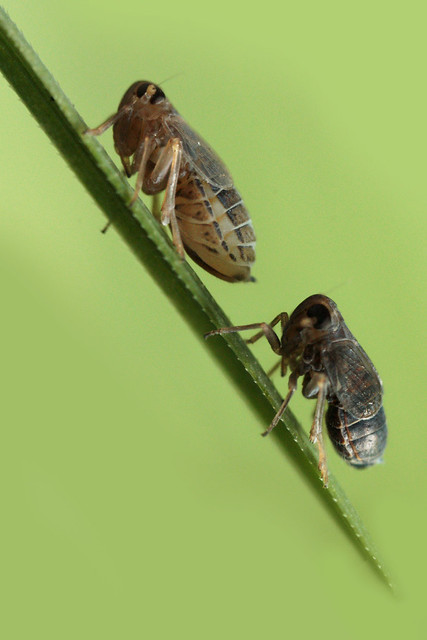 Delphacid Planthoppers (Muirodelphax atralabis)