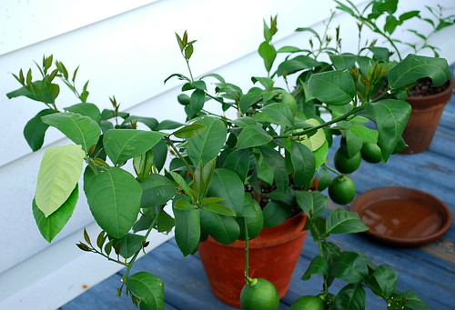 Lemon Tree Growth 2