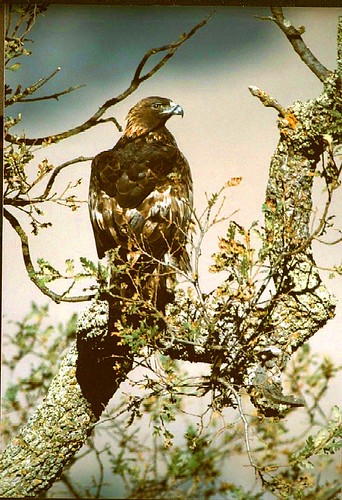 golden eagle bird. Golden eagle (Brian Murphy,