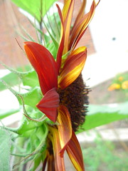 the side view of Moulin Rouge, a sunflower