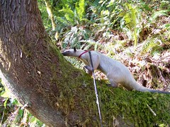 Pua investigates a tree