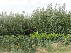 apple trees central greece